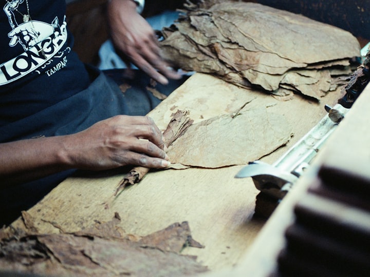 A roller sorting cured tobacco leaves by hand at a workbench.